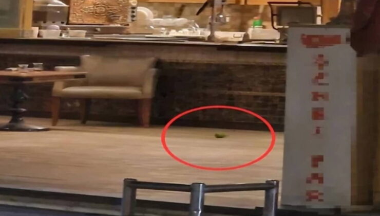 Pastaneye pimi çekilmemiş el bombası atılmasıyla ilgili 4 zanlı tutuklandı