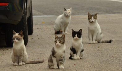 Rumların başı kedilerle dertte: Sayıları 1 milyonu aşan sokak kedilerine çare arıyor