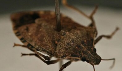 Sadece tarımı değil insan sağlığını da tehdit ediyor… Uzmanlardan ‘kahverengi kokarca’ uyarısı!