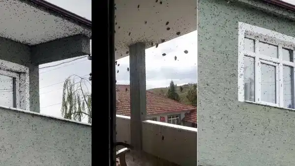 Sakarya’da kahverengi kokarcaya karşı ilaçlama yapılacak