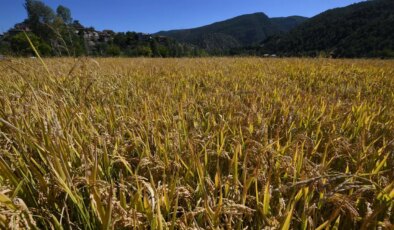 ‘Sarıkılçık’ hasadı devam ediyor: Rekolte düşük…