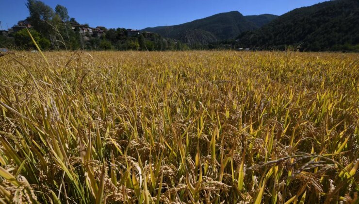 ‘Sarıkılçık’ hasadı devam ediyor: Rekolte düşük…