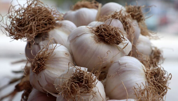 Sarımsağın bu kısmını atmayın: Sağlığa faydaları bulunuyor