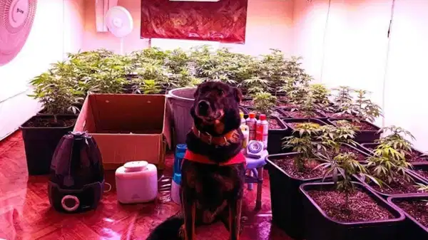 Seraya çevirdiği kiralık dairede kenevir yetiştiren şahıs yakalandı