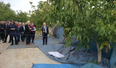 Sezonun ilk hasadı Tavas’ta yapıldı!