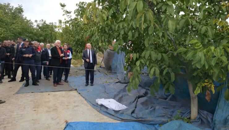 Sezonun ilk hasadı Tavas’ta yapıldı!