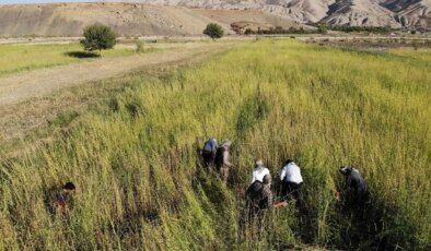 Şırnak’ta 5 bin dekar alanda yetişiyor, coğrafi işaretli lezzete dönüşüyor!