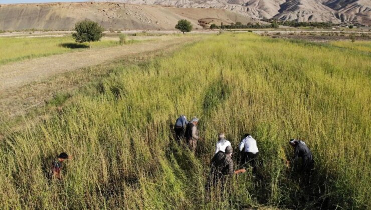 Şırnak’ta 5 bin dekar alanda yetişiyor, coğrafi işaretli lezzete dönüşüyor!