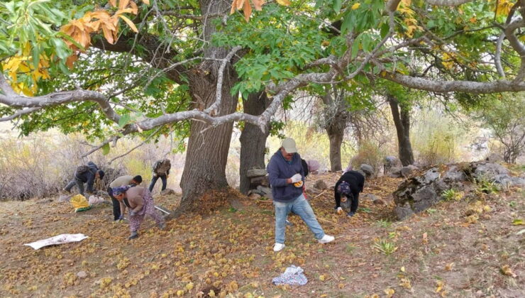 Şuhut’ta yılın ilk mahsulleri toplanmaya başladı: Bu yıl verim yüksek!