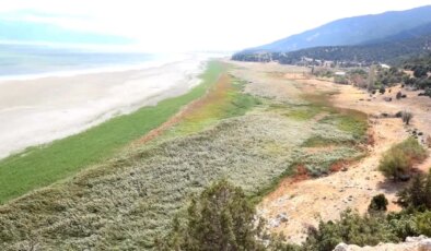 Suyu çekilince ikiye bölünen Eğirdir Gölü, hayvanların otlağı oldu