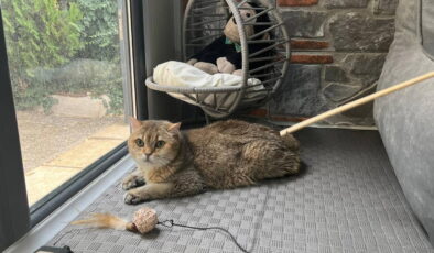 Takıntı hastası kedi ‘Artas’a, antidepresanlı tedavi