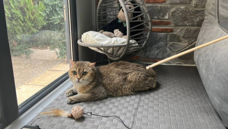 Takıntı hastası kedi ‘Artas’a, antidepresanlı tedavi