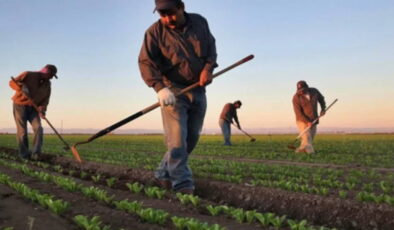 Tarımsal destek ödemesi ne zaman yatacak? Çiftçi destek ücreti hesaplara yattı mı?