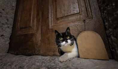 Topkapı Sarayı’ndaki kedi kapıları restore edildi