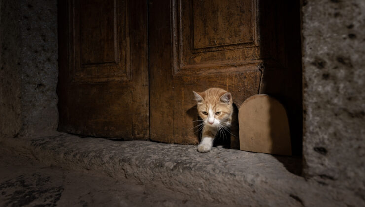 Topkapı Sarayı’nın “Kedi Kapısı” yeniden hayat buldu