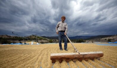 Tosya’da hasat zamanı: Geleneksel yöntemlerle kurutuluyor…