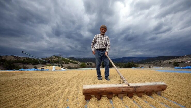 Tosya’da hasat zamanı: Geleneksel yöntemlerle kurutuluyor…
