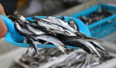 Trabzon’da hamsi sezonu erken açıldı: İstavrit ile aynı fiyata tezgahta yerini aldı