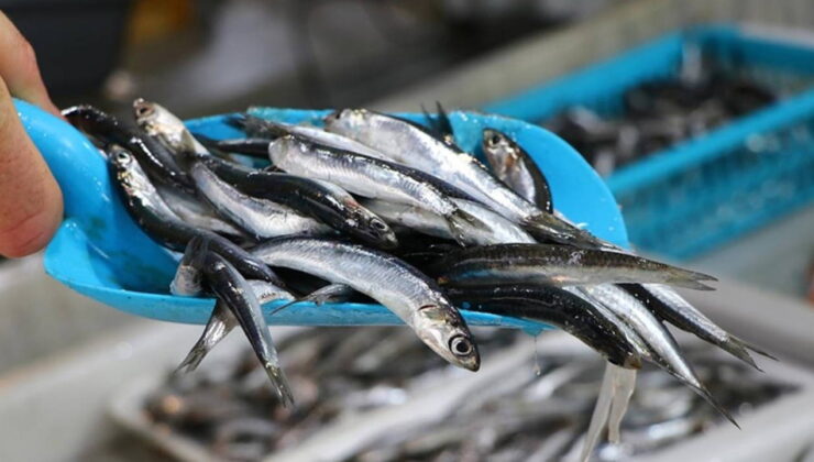 Trabzon’da hamsi sezonu erken açıldı: İstavrit ile aynı fiyata tezgahta yerini aldı