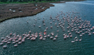 Türkiye’de kuşları yakından görebileceğiniz 7 muhteşem durak