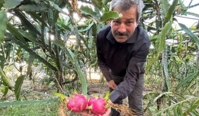 Türkiye’nin tarım merkezinde hasat başladı: Kilosu 180 TL