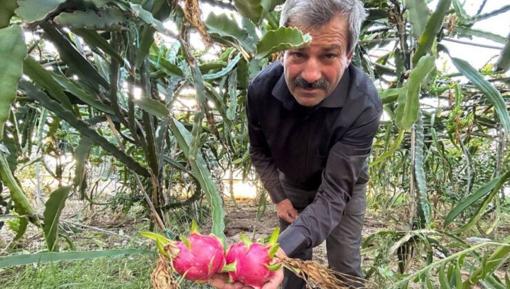 Türkiye’nin tarım merkezinde hasat başladı: Kilosu 180 TL