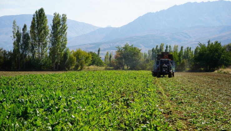Tutak’ta  hasat başladı: Bölgenin geçim kaynağı