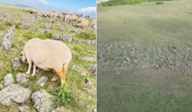 Tuz taşı olarak keçilere yalatılan kayaların, Türk beyliklerinin savaş alanındaki mezar taşları olduğu anlaşıldı