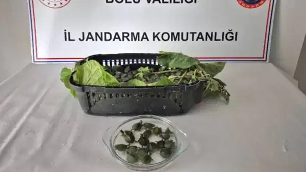 Ülkeye sokulması yasak 500 su kaplumbağası ele geçirildi
