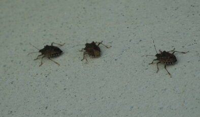 Uzmanlardan kritik ‘kahverengi kokarca’ uyarısı!