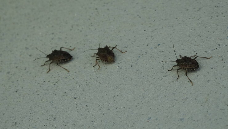 Uzmanlardan kritik ‘kahverengi kokarca’ uyarısı!