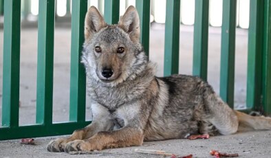 Van’da bir evde alıkonulan kurt koruma altında