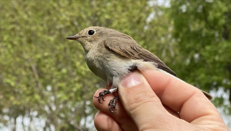 Yeni akım oldu: Tiktok’un “kuş testi” bakın ne işe yarıyor…
