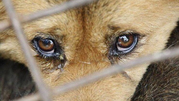Yer: Samsun… Köpeğe işkenceye gözaltı!
