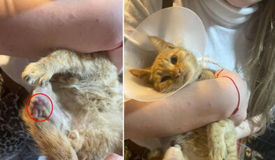 Yok böyle vicdansızlık! ‘Bağlama büyüsü’ için sokak hayvanlarının uzuvlarını kesmişler