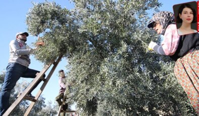 Zeytinciler rekolte tahminine güvenmiyor, düşük alım fiyatından endişe ediyor: Hasat var kazanç yok