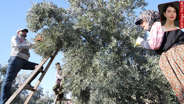 Zeytinciler rekolte tahminine güvenmiyor, düşük alım fiyatından endişe ediyor: Hasat var kazanç yok