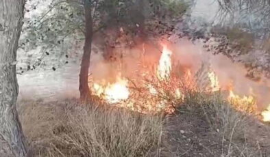 100 zeytin ağacı yandı: ‘Yangını bir çocuk çıkardı’ iddiası