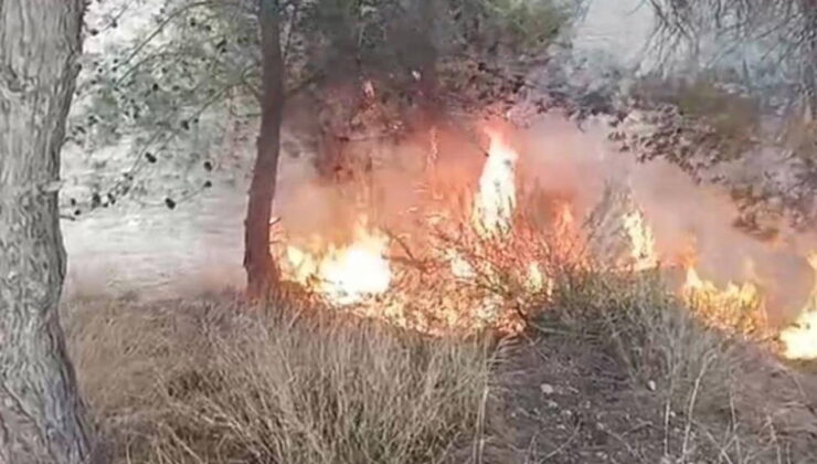 100 zeytin ağacı yandı: ‘Yangını bir çocuk çıkardı’ iddiası