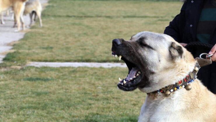 Afyonkarahisar’da köpek dövüştürenlere operasyon: 12 kişi gözaltına alındı