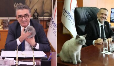 AKP Bayrampaşa’da durmuyor: Kediye de ‘kayyum’ atandı!