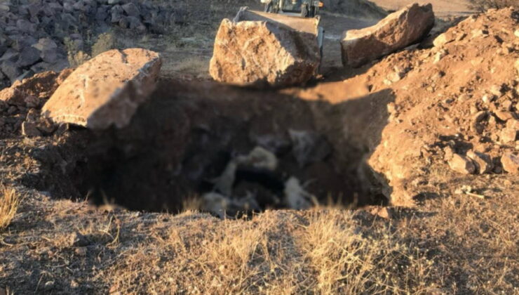 AKP’li Sandıklı Belediyesi’nde ‘Köpekleri topluca öldürdüler’ iddiası