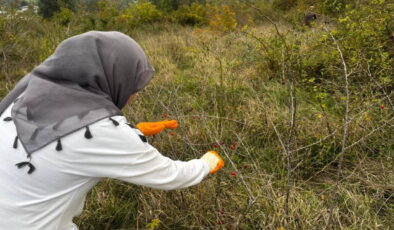 Alaplı’da hasat başladı: ‘Doğal vitamin deposu’