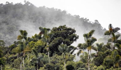 Amazon nasıl yavaş yavaş ölüyor?