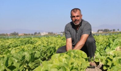 Amik Ovası’nda hasat 15 gün erken başladı:  Tarlada 25 TL, markette 75….