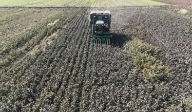 Amik Ovası’nda son hasat yapıldı: ‘Beyaz altın’da rekolte düşük…