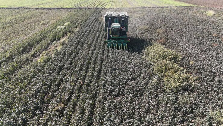 Amik Ovası’nda son hasat yapıldı: ‘Beyaz altın’da rekolte düşük…