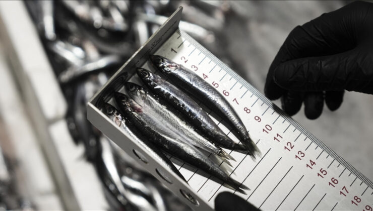 Ankara’da  6 bin 161 su ürünleri denetimi yapıldı