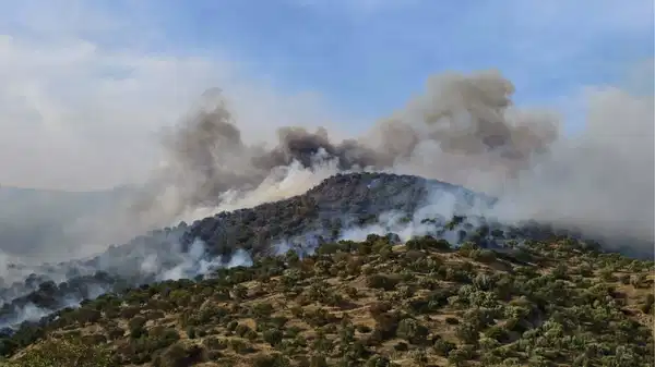 Aydın’da orman yangını: Bir kişi gözaltında