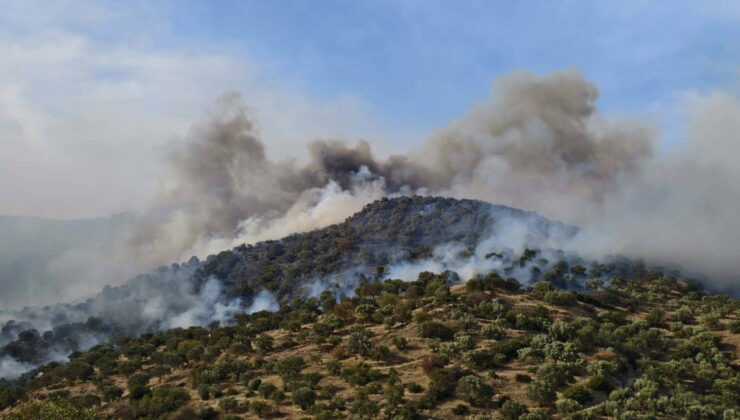 Aydın’da orman yangını!